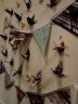 DSC02072.jpg 